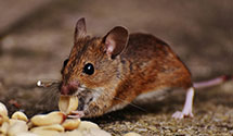 24 Hour & Emergency Exterminators in Birch River, WV